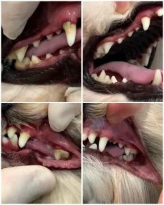 ультразвукове чищення зубів собак