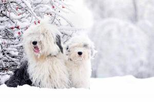 Зимняя стрижка собак