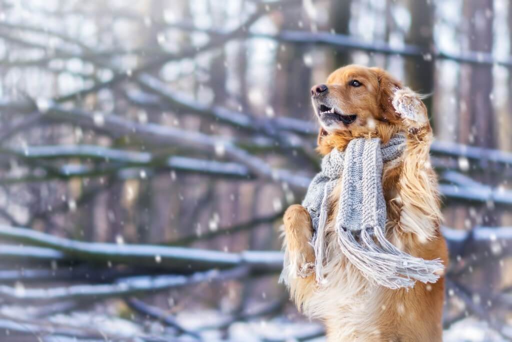 Как правильно выгуливать собаку зимой