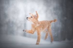 Как защитить лапы собаки от реагентов и соли зимой