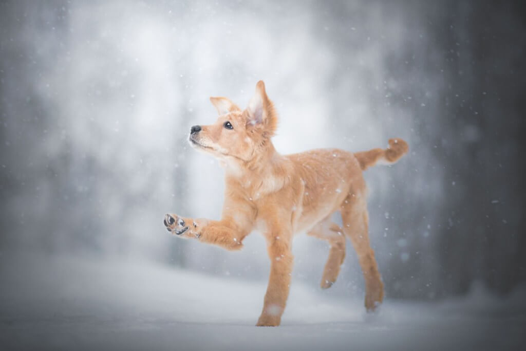 Как защитить лапы собаки от реагентов и соли зимой