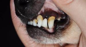 Чистка зубов собаке в Киеве
