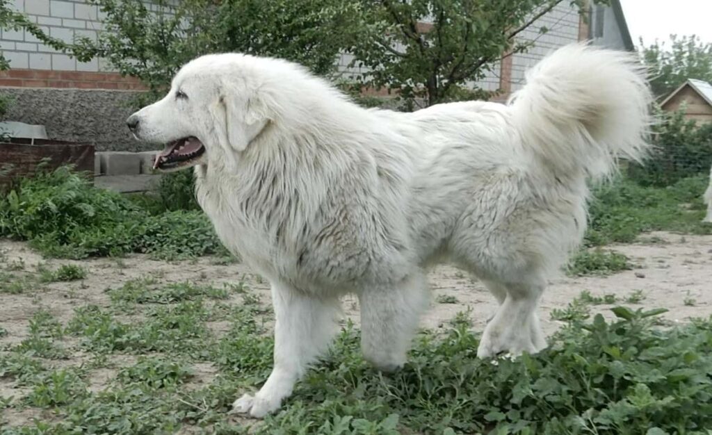 Порода красивых собак Пирненейская Горная
